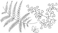 FLM081A.TIF