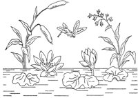 FLM078D.TIF