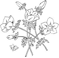 FLM074A.TIF