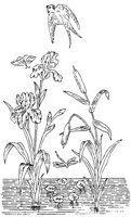 FLM071C.TIF