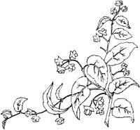 FLM053C.TIF
