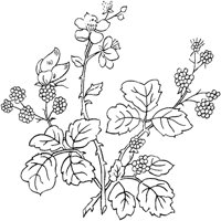 FLM053B.TIF