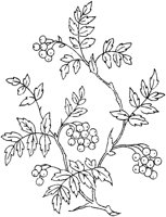 FLM052C.TIF