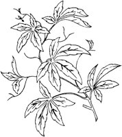 FLM052B.TIF