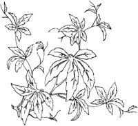 FLM052A.TIF