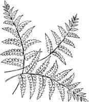 FLM050D.TIF