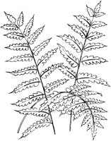 FLM050C.TIF