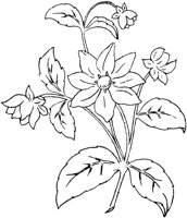 FLM049D.TIF