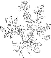 FLM045C.TIF