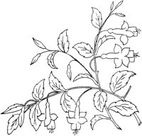 FLM043D.TIF