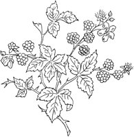 FLM041C.TIF