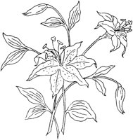 FLM040B.TIF