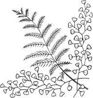 FLM039D.TIF