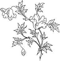 FLM034C.TIF