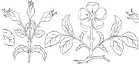FLM023C.TIF