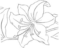 FLM019A.TIF