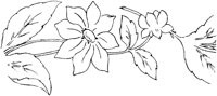 FLM015F.TIF