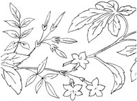 FLM015D.TIF