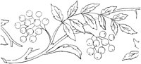 FLM015C.TIF