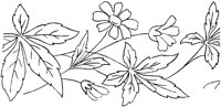 FLM015B.TIF