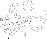 FLM014F.TIF
