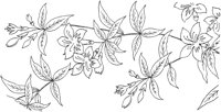 FLM012C.TIF