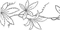 FLM009D.TIF