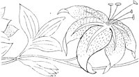 FLM008I.TIF