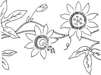 FLM008F.TIF