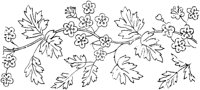 FLM008D.TIF