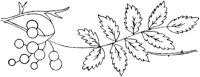 FLM008B.TIF