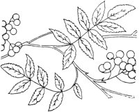 FLM007G.TIF
