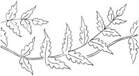 FLM006F.TIF