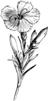 FMF041D.TIF
