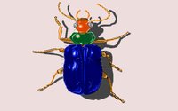 BEETLE.GIF