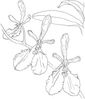 ORW039A.TIF
