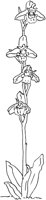 ORW033C.TIF