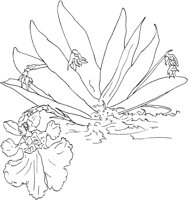 ORW032A.TIF