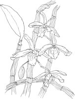 ORW017A.TIF