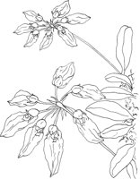 ORW011A.TIF