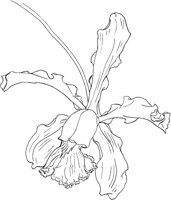 ORW010A.TIF
