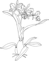 ORW009A.TIF