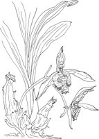 ORW008A.TIF