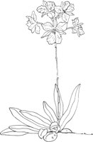 ORW006A.TIF