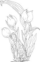 ORW001A.TIF