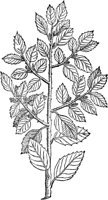 PFW148B.TIF