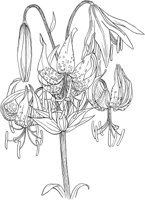 AWF038A.TIF