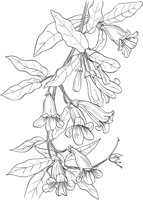 AWF037A.TIF
