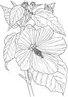 AWF033A.TIF