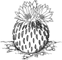 CCB011A.TIF